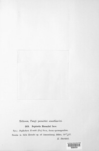 Phloeospora heraclei image